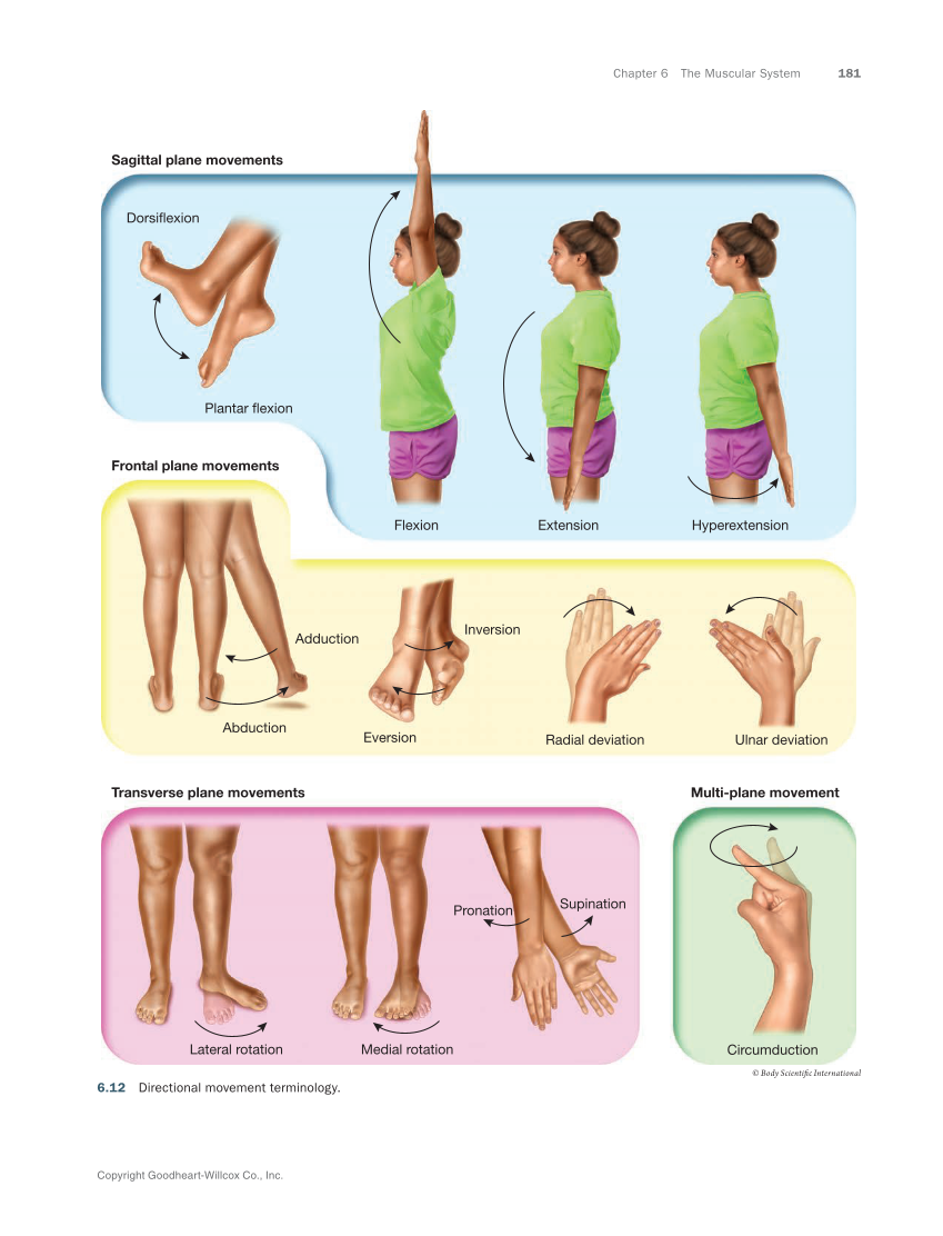 Anatomy & Physiology Essentials 2e, Textbook page 181