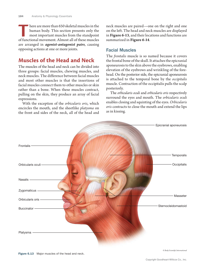 Anatomy & Physiology Essentials 2e, Textbook page 184