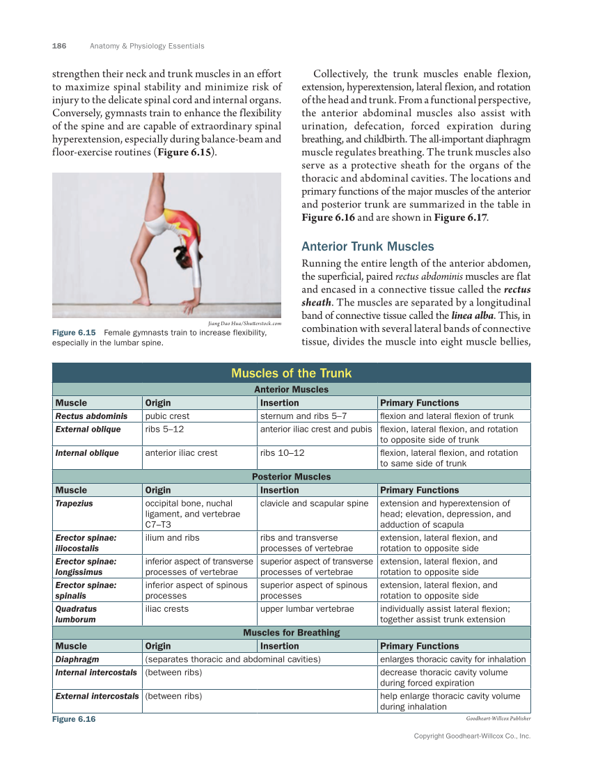 Anatomy & Physiology Essentials 2e, Textbook page 186