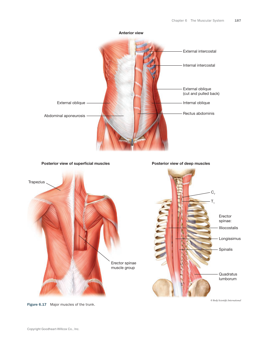 Anatomy & Physiology Essentials 2e, Textbook page 187
