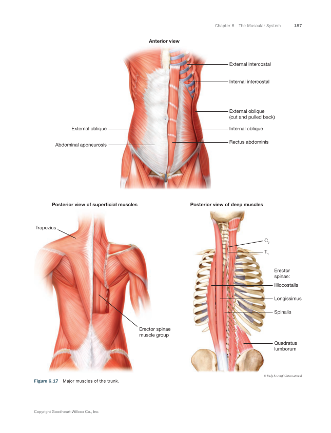 Anatomy & Physiology Essentials 2e, Textbook page 187