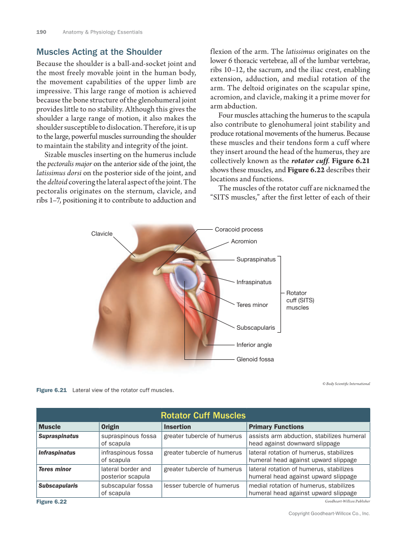 Anatomy & Physiology Essentials 2e, Textbook page 190