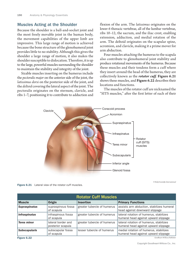 Anatomy & Physiology Essentials 2e, Textbook page 190