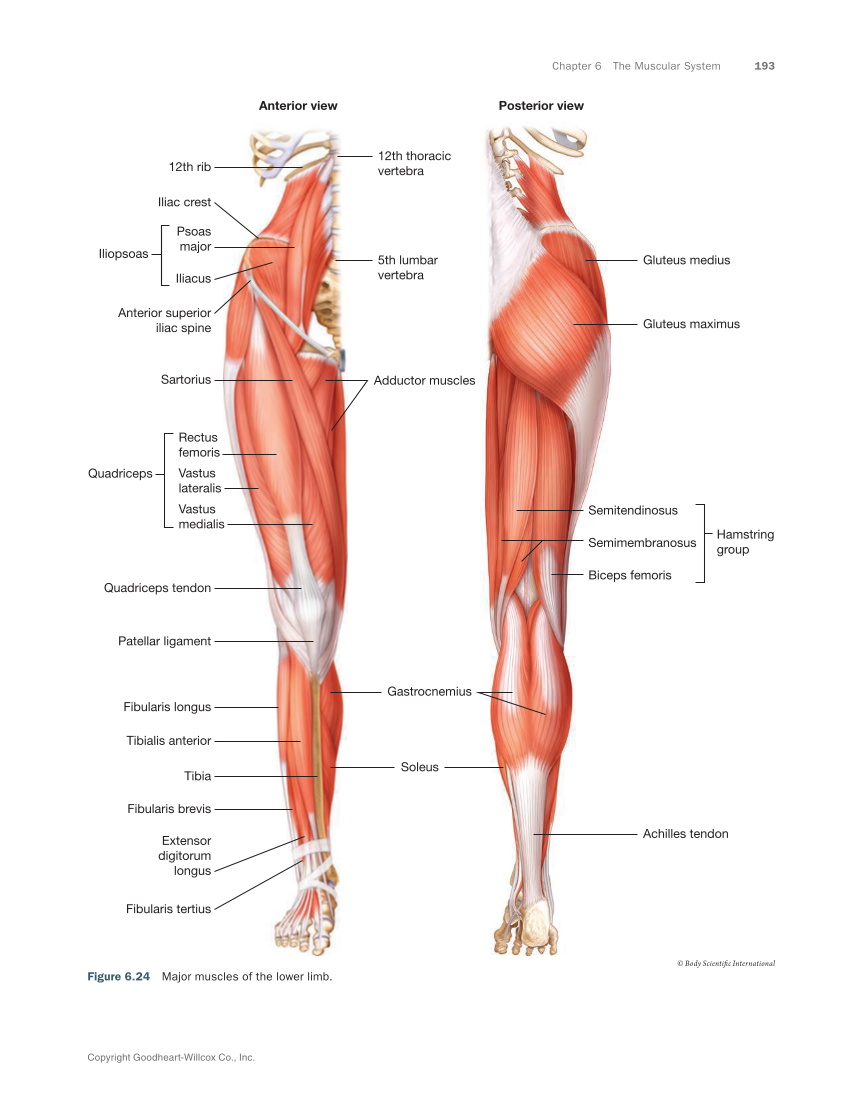 Anatomy & Physiology Essentials 2e, Textbook page 193