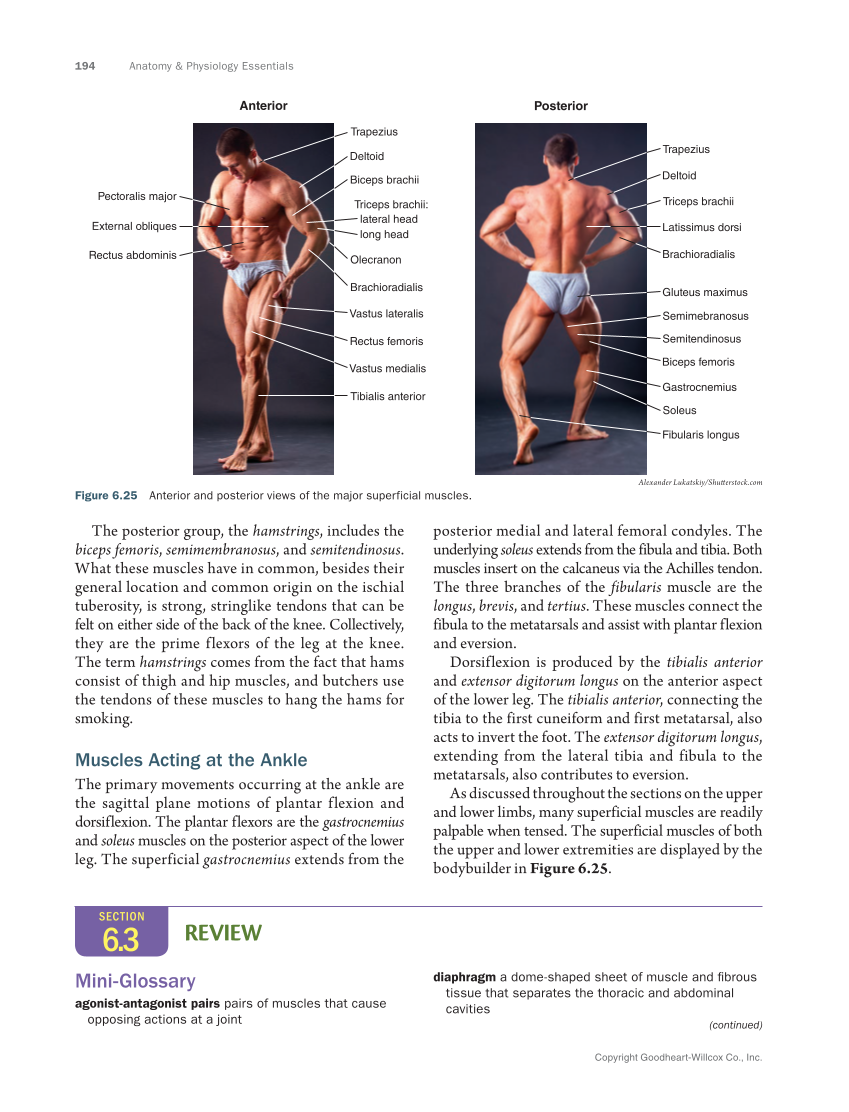 Anatomy & Physiology Essentials 2e, Textbook page 194