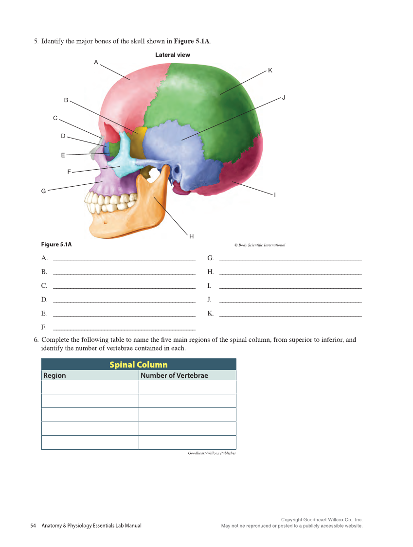 Anatomy & Physiology Essentials 2e, Laboratory Manual page 54
