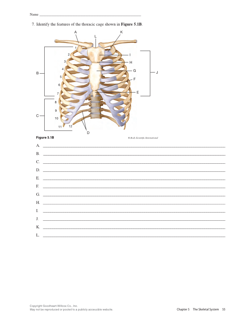 Anatomy & Physiology Essentials 2e, Laboratory Manual page 55