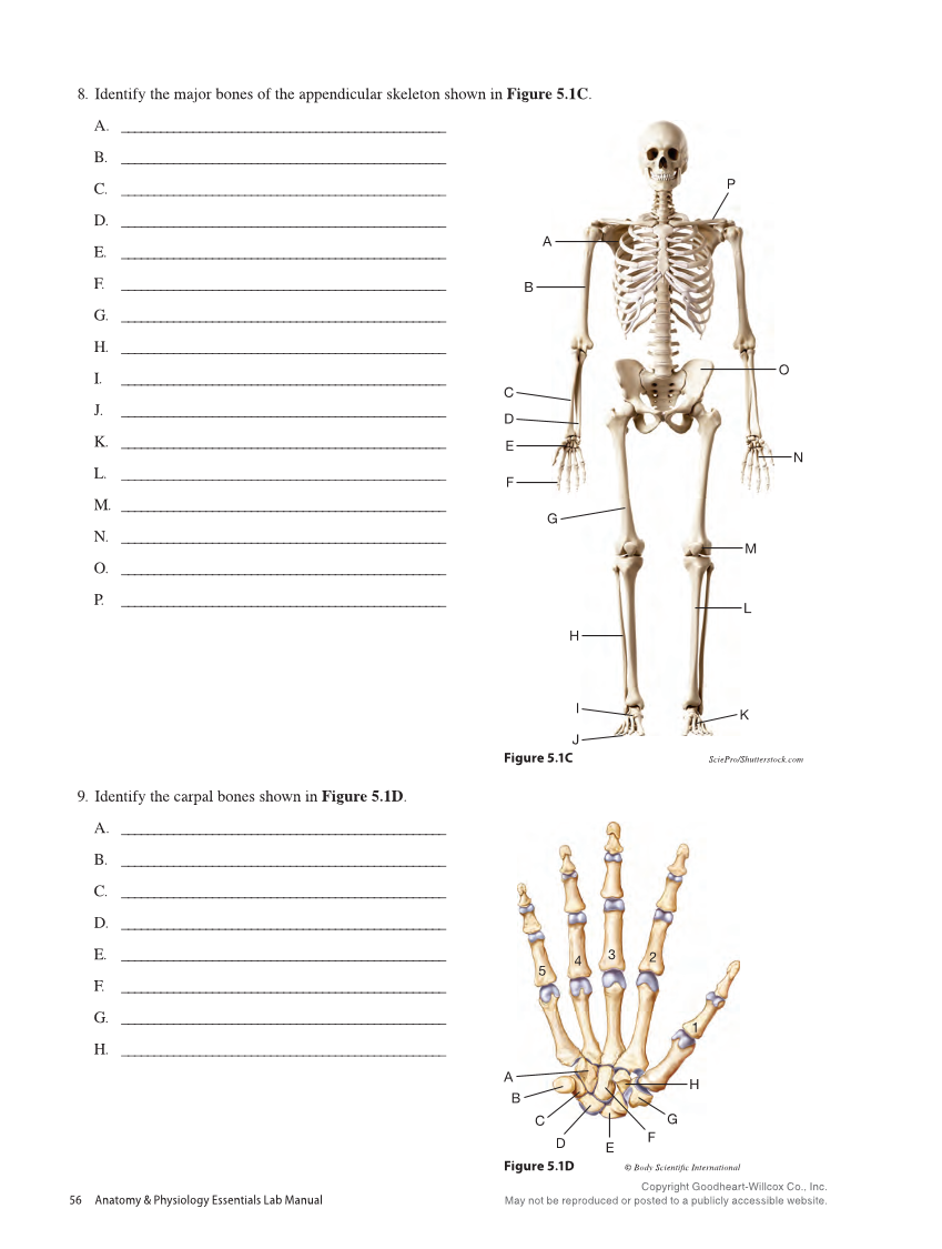 Anatomy & Physiology Essentials 2e, Laboratory Manual page 56