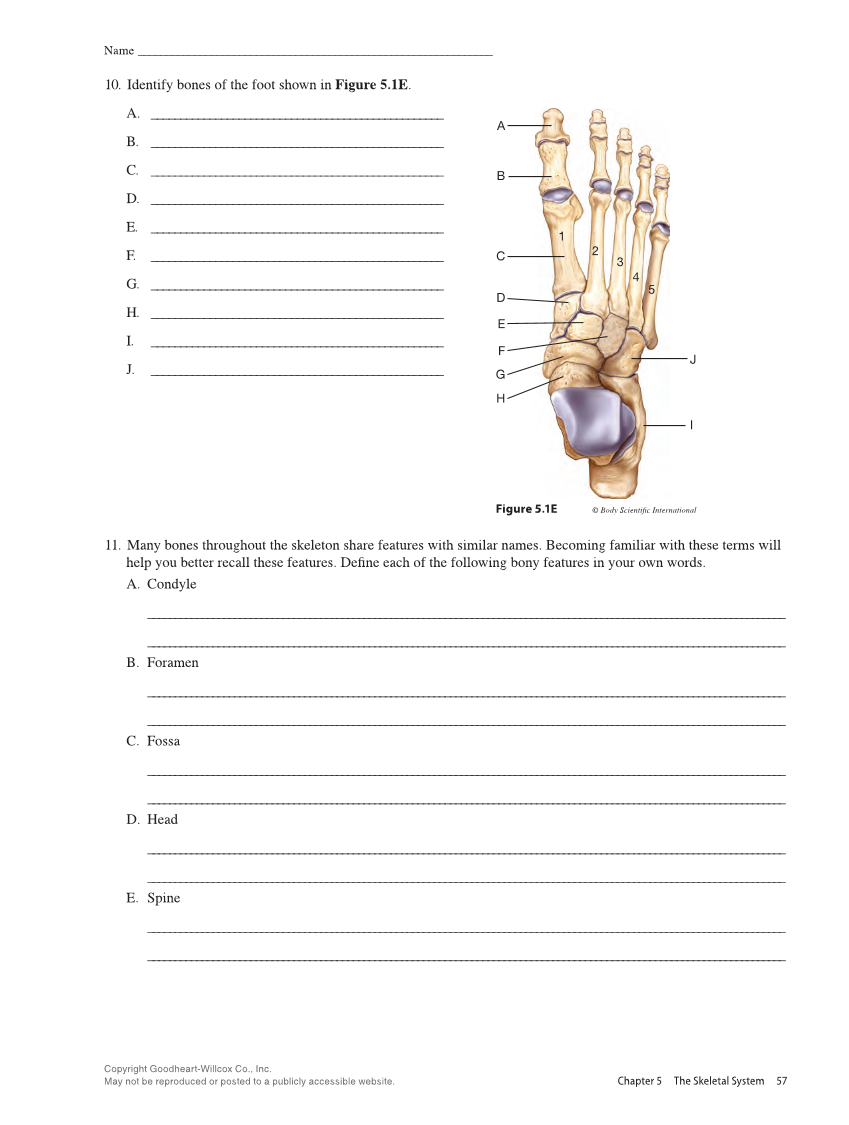 Anatomy & Physiology Essentials 2e, Laboratory Manual page 57