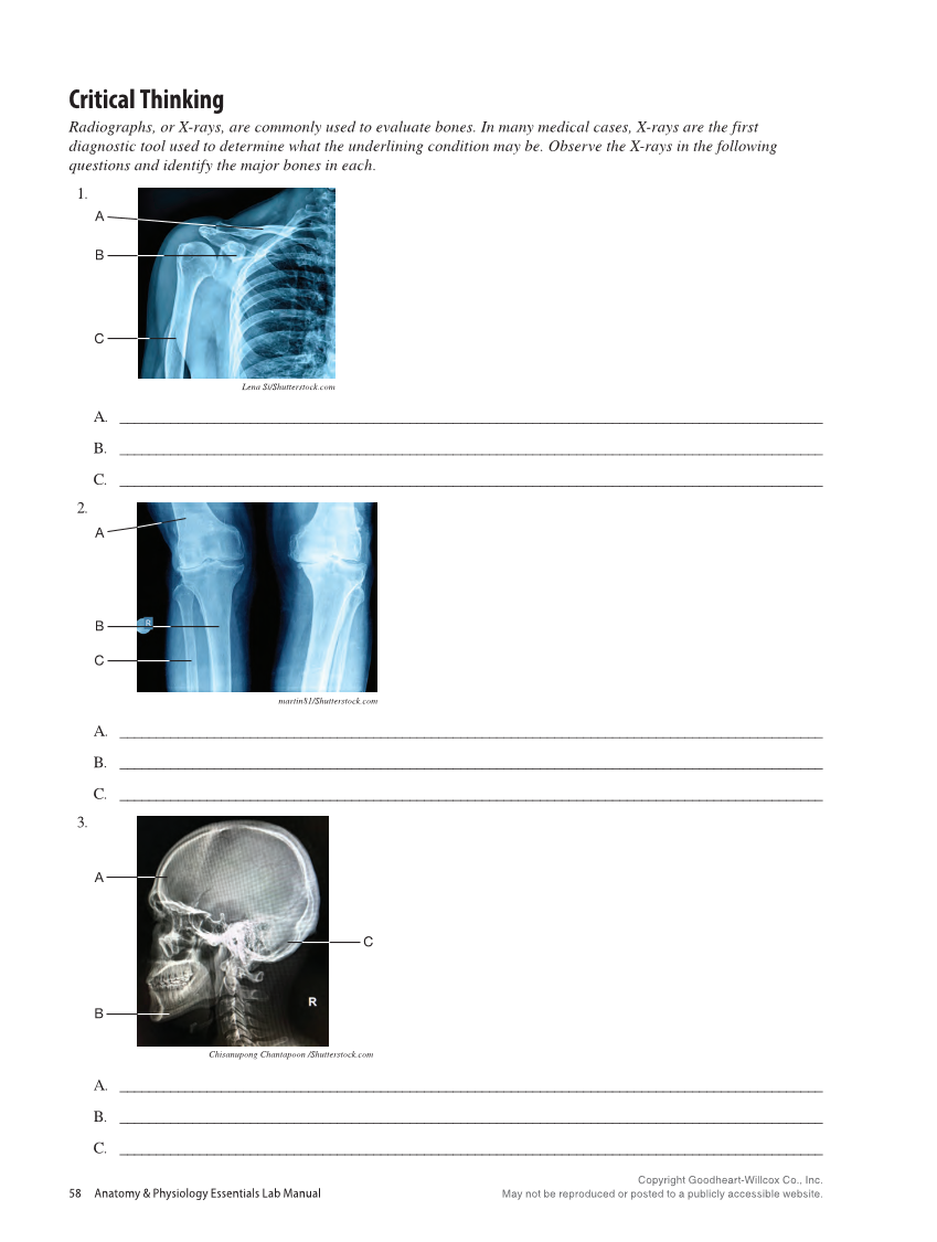 Anatomy & Physiology Essentials 2e, Laboratory Manual page 58