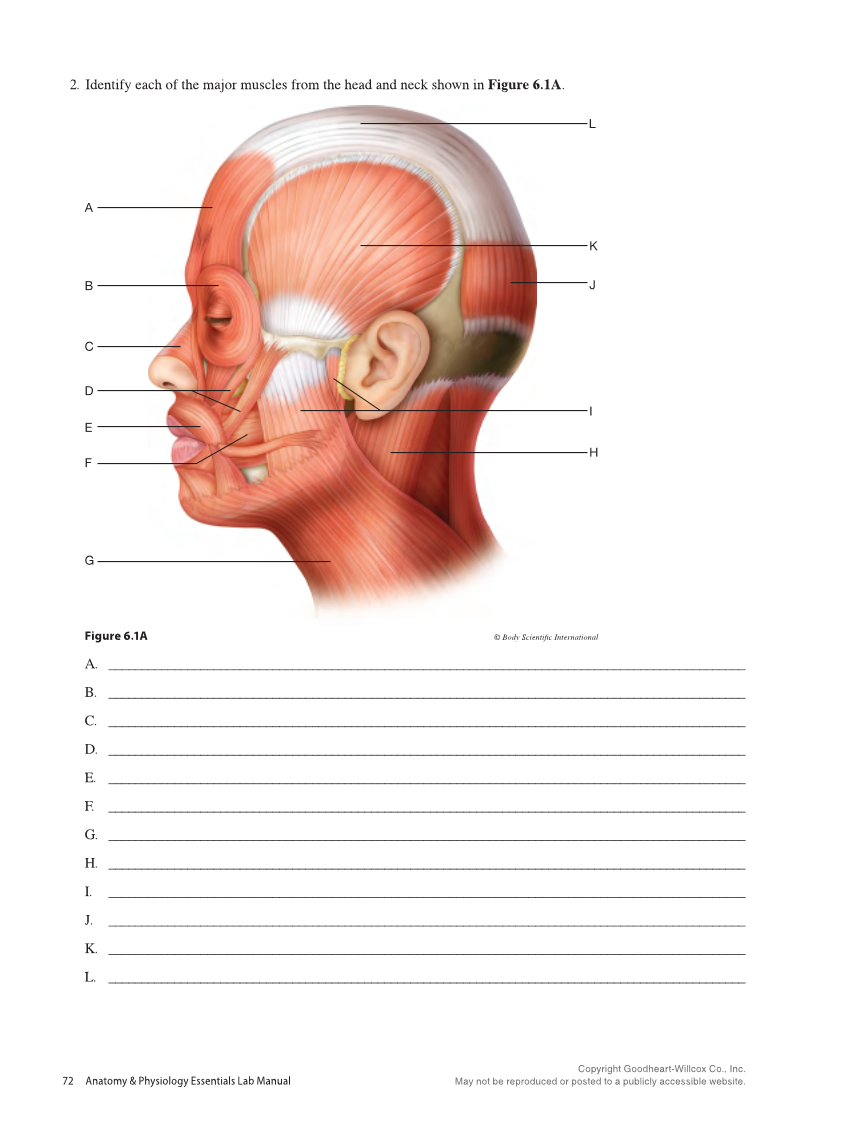 Anatomy & Physiology Essentials 2e, Laboratory Manual page 72