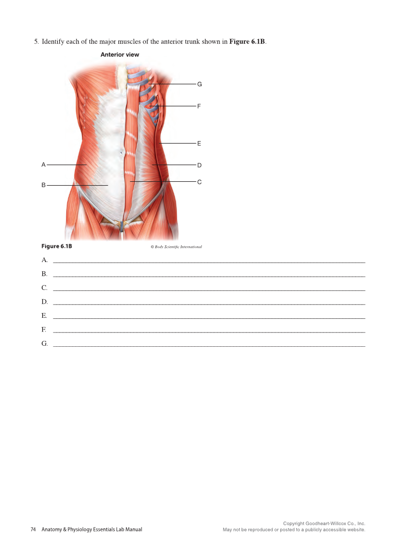 Anatomy & Physiology Essentials 2e, Laboratory Manual page 74