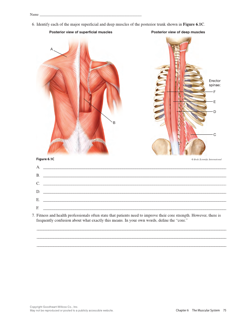 Anatomy & Physiology Essentials 2e, Laboratory Manual page 75