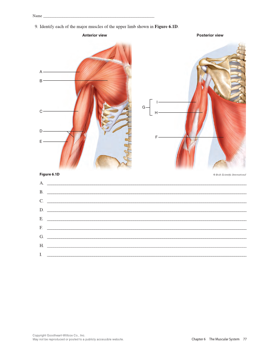 Anatomy & Physiology Essentials 2e, Laboratory Manual page 77