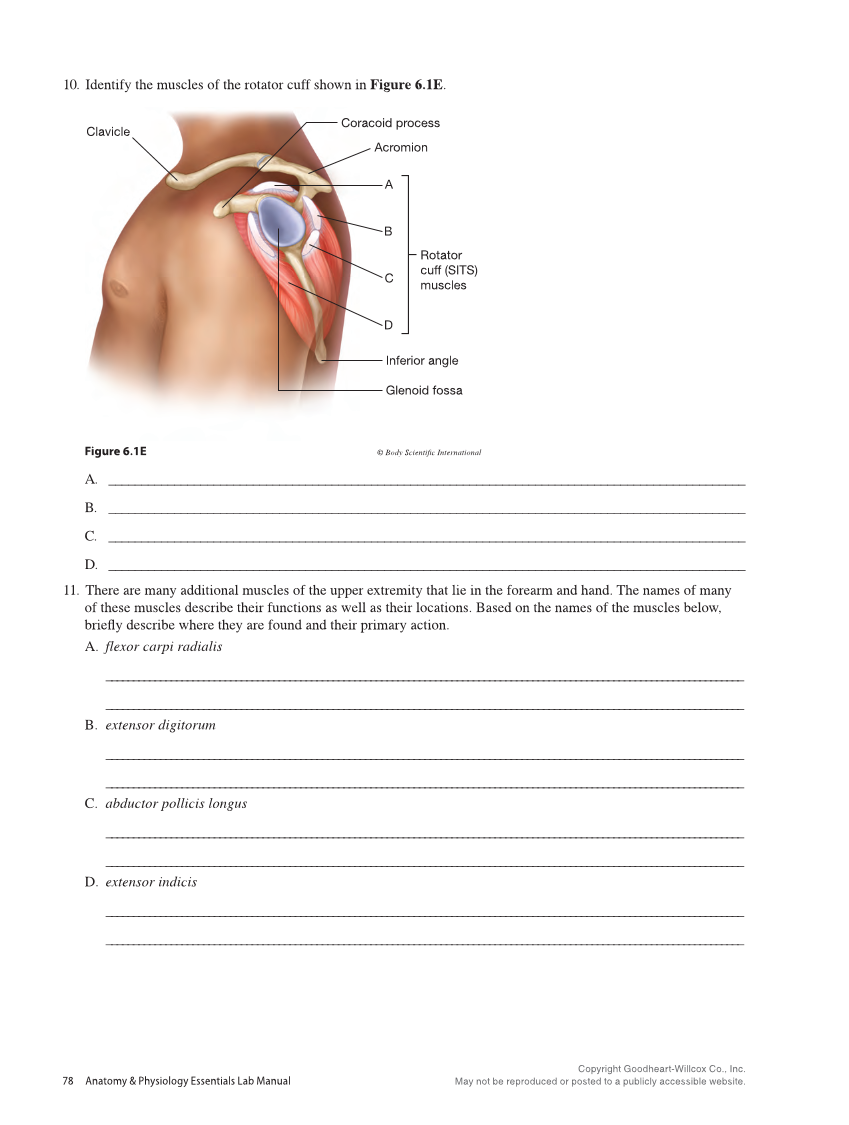 Anatomy & Physiology Essentials 2e, Laboratory Manual page 78