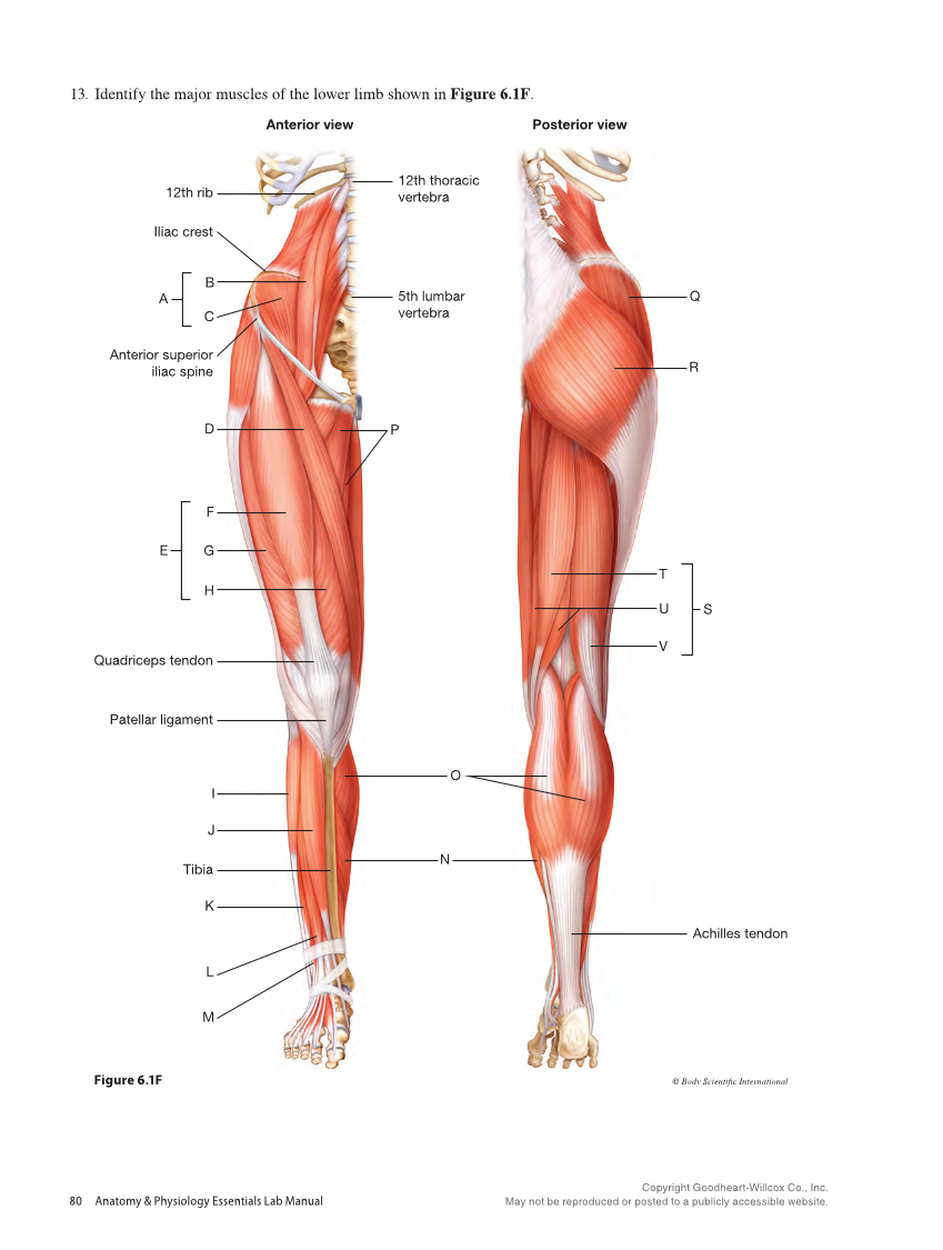 Anatomy & Physiology Essentials 2e, Laboratory Manual page 80