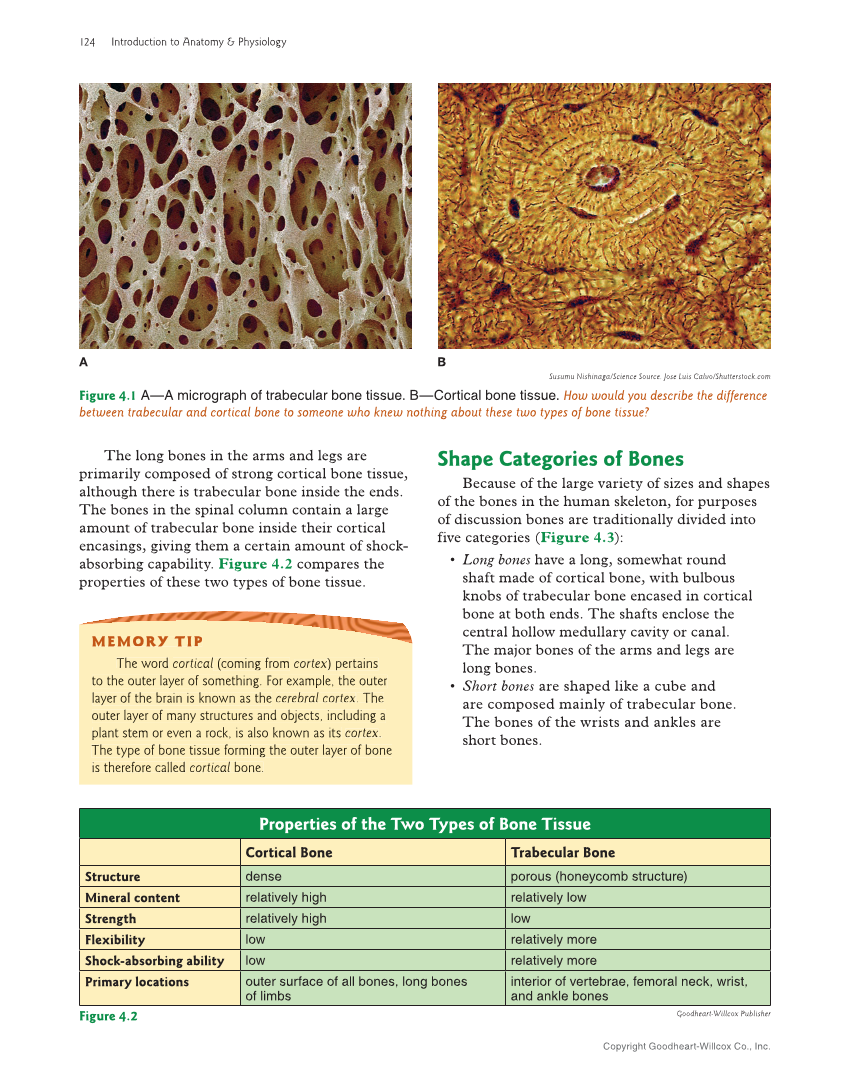 Introduction to Anatomy and Physiology, 2nd Edition page 124
