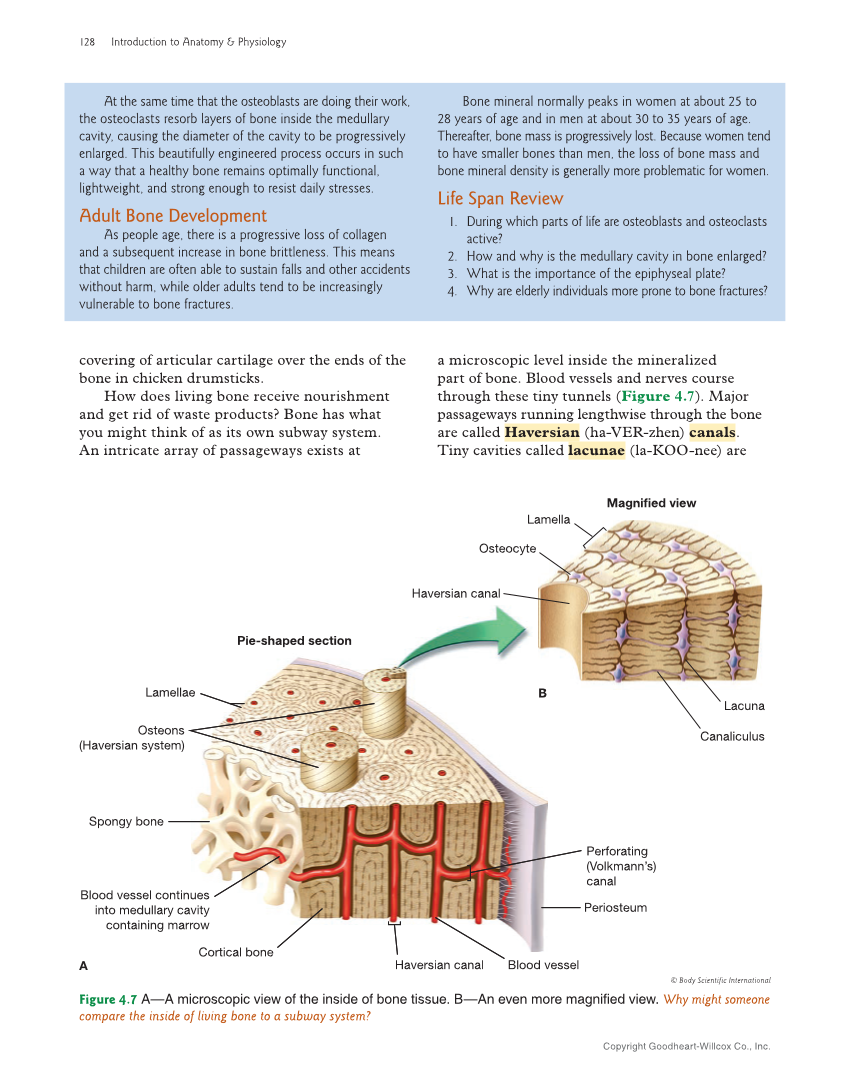 Introduction to Anatomy and Physiology, 2nd Edition page 128