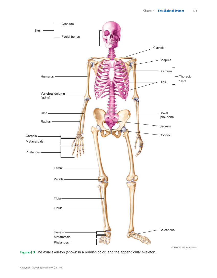 Introduction to Anatomy and Physiology, 2nd Edition page 133