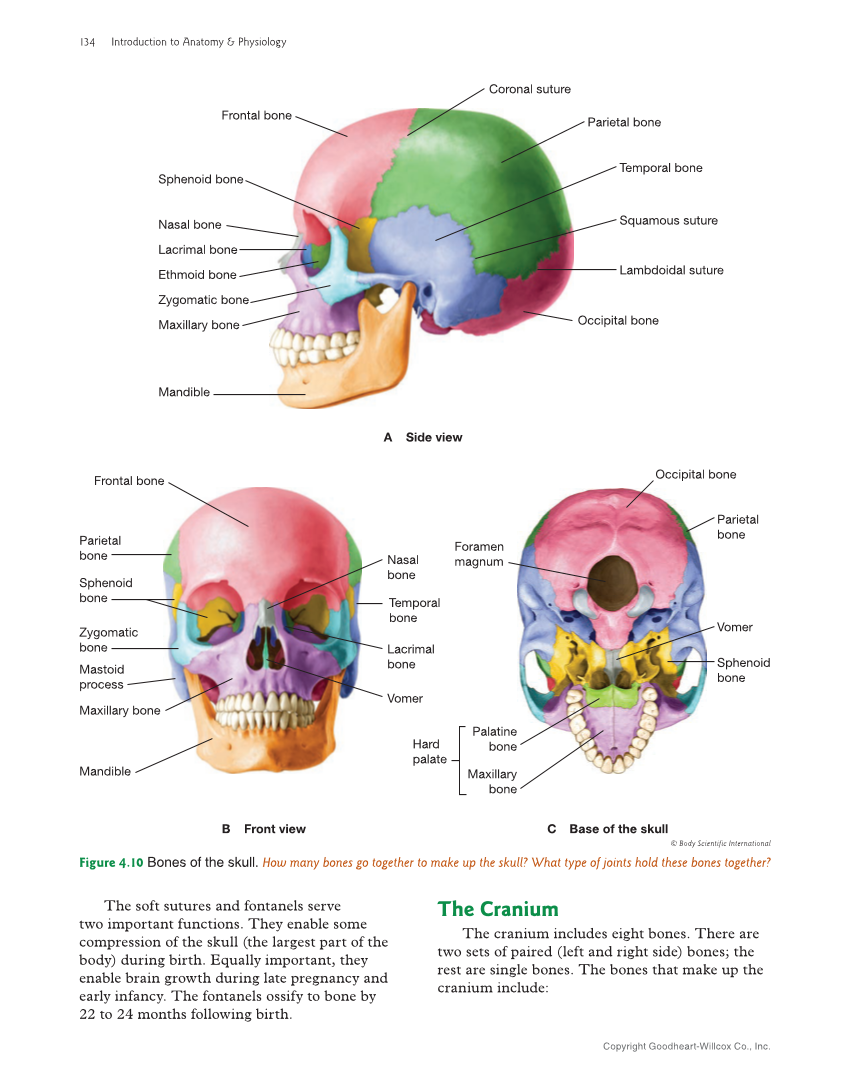 Introduction to Anatomy and Physiology, 2nd Edition page 134
