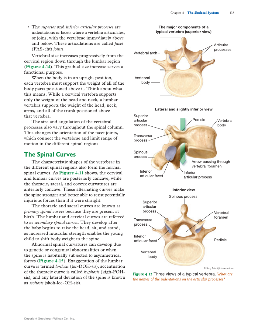 Introduction to Anatomy and Physiology, 2nd Edition page 137