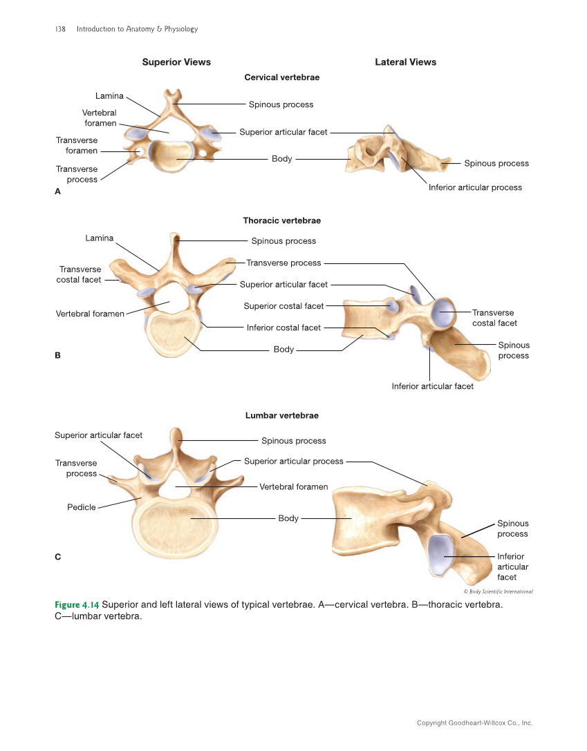 Introduction to Anatomy and Physiology, 2nd Edition page 138