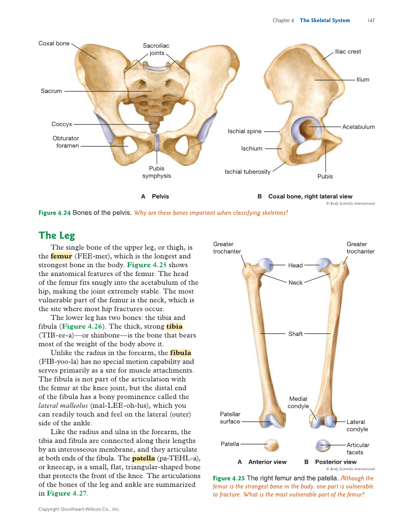 Introduction to Anatomy and Physiology, 2nd Edition page 147