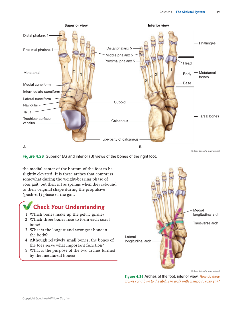 Introduction to Anatomy and Physiology, 2nd Edition page 149