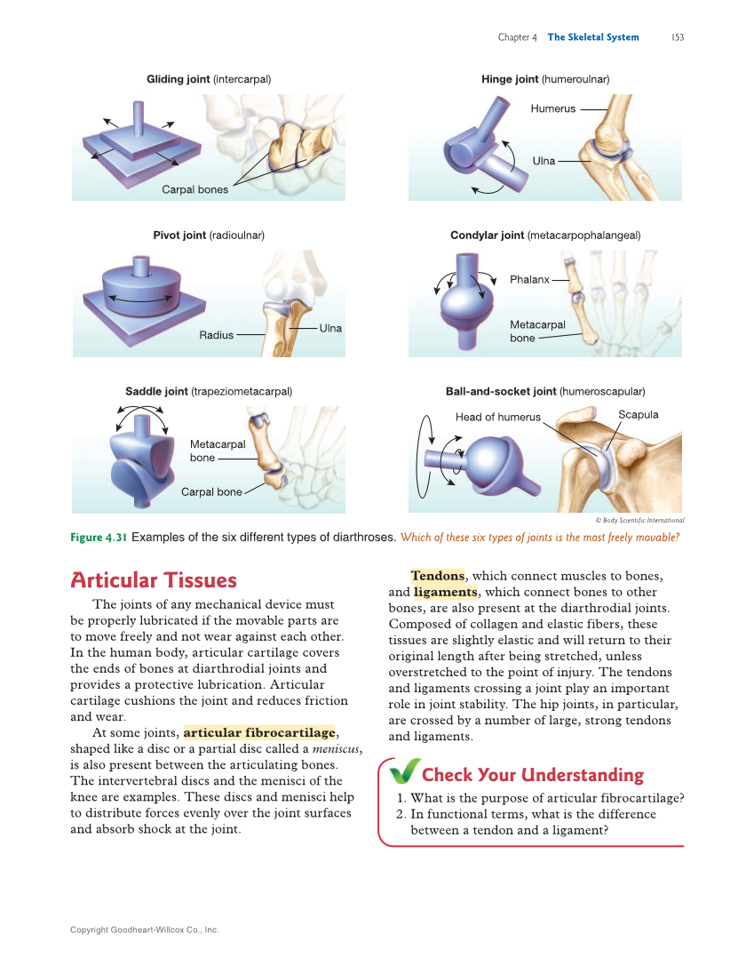 Introduction to Anatomy and Physiology, 2nd Edition page 153