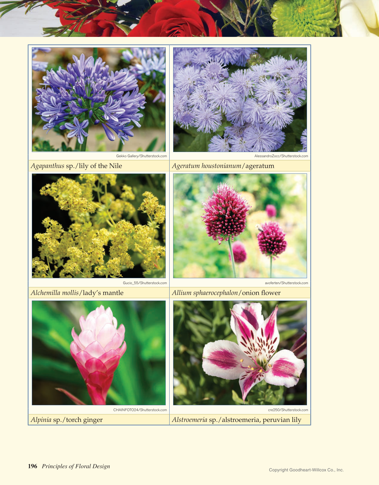 Principles of Floral Design: An Illustrated Guide, 2nd Edition page 196