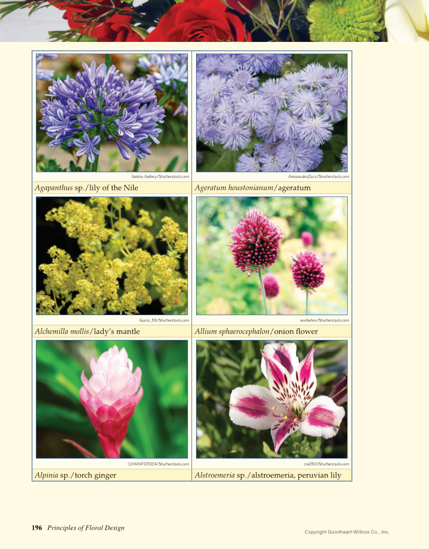 Principles of Floral Design: An Illustrated Guide, 2nd Edition page 196