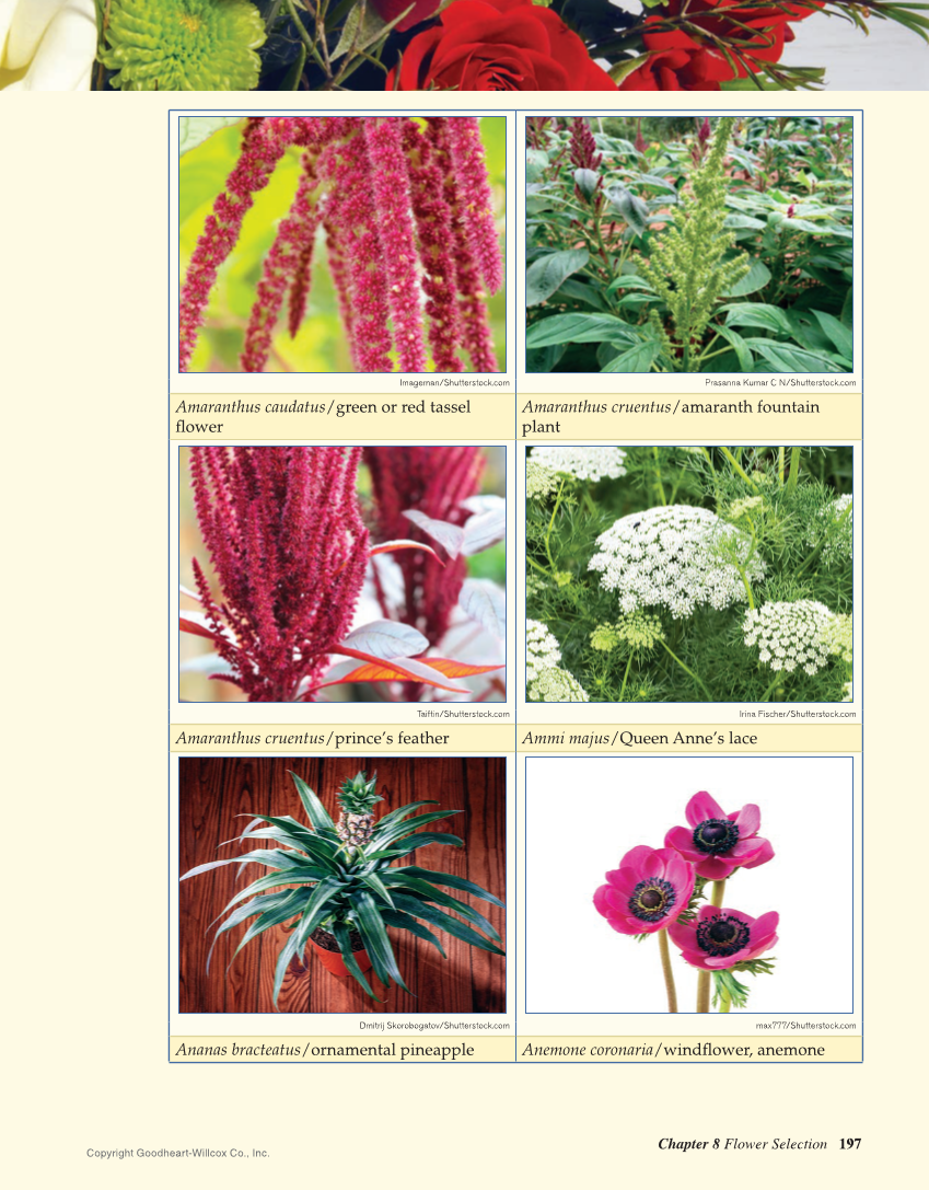 Principles of Floral Design: An Illustrated Guide, 2nd Edition page 197