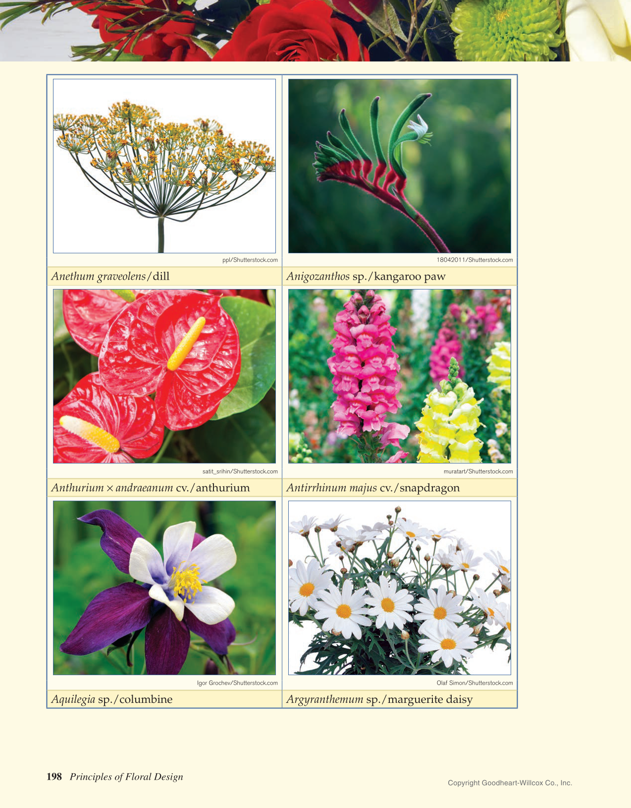 Principles of Floral Design: An Illustrated Guide, 2nd Edition page 198