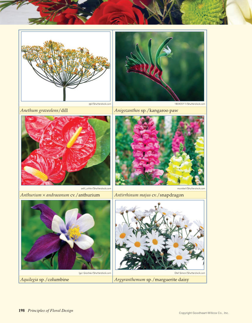 Principles of Floral Design: An Illustrated Guide, 2nd Edition page 198