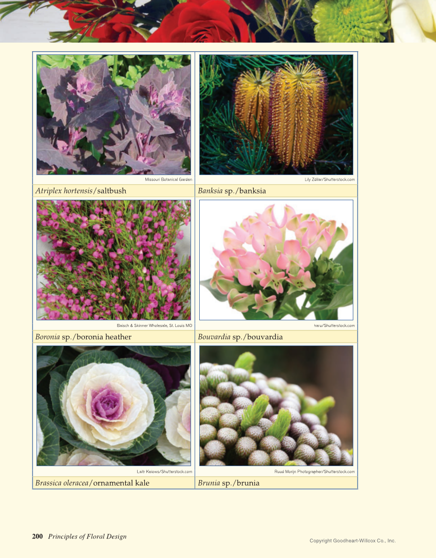 Principles of Floral Design: An Illustrated Guide, 2nd Edition page 200