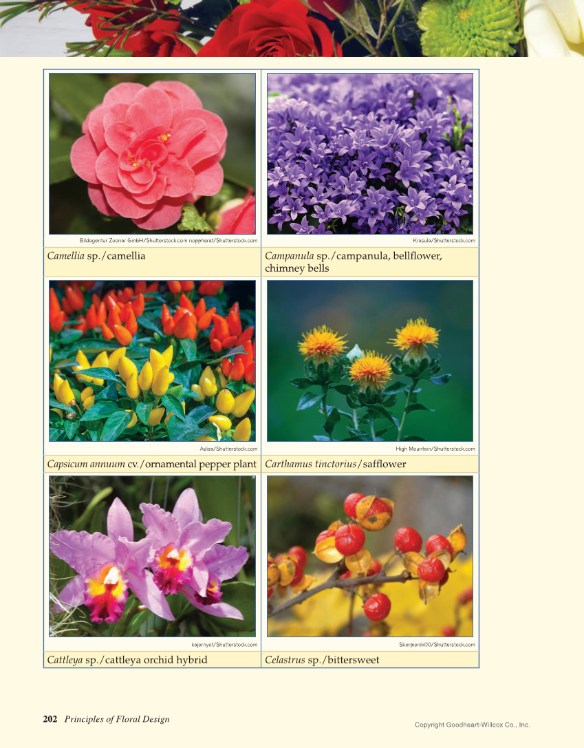 Principles of Floral Design: An Illustrated Guide, 2nd Edition page 202