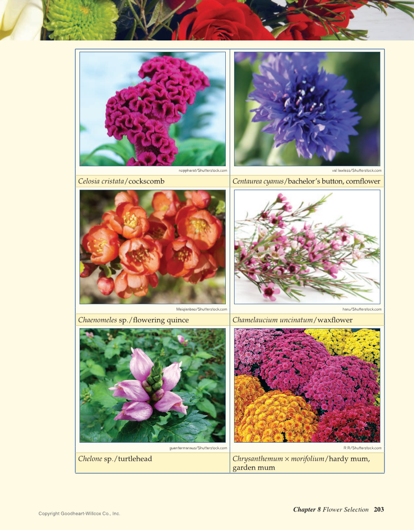 Principles of Floral Design: An Illustrated Guide, 2nd Edition page 203