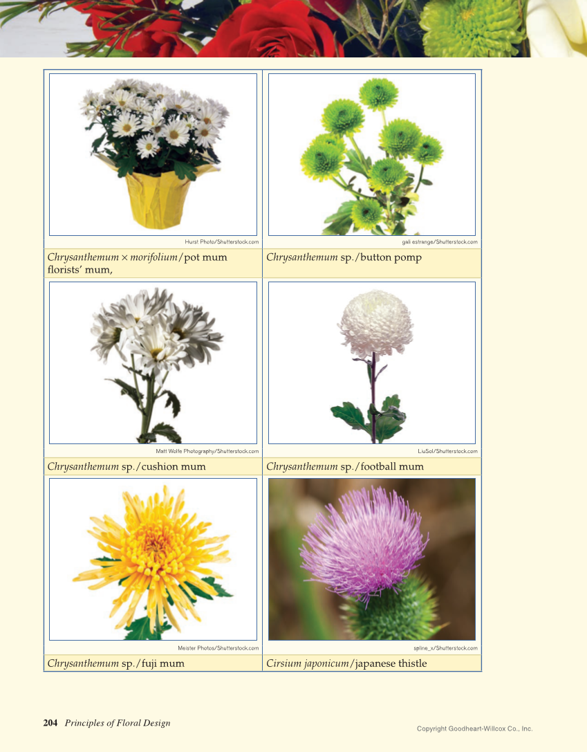 Principles of Floral Design: An Illustrated Guide, 2nd Edition page 204