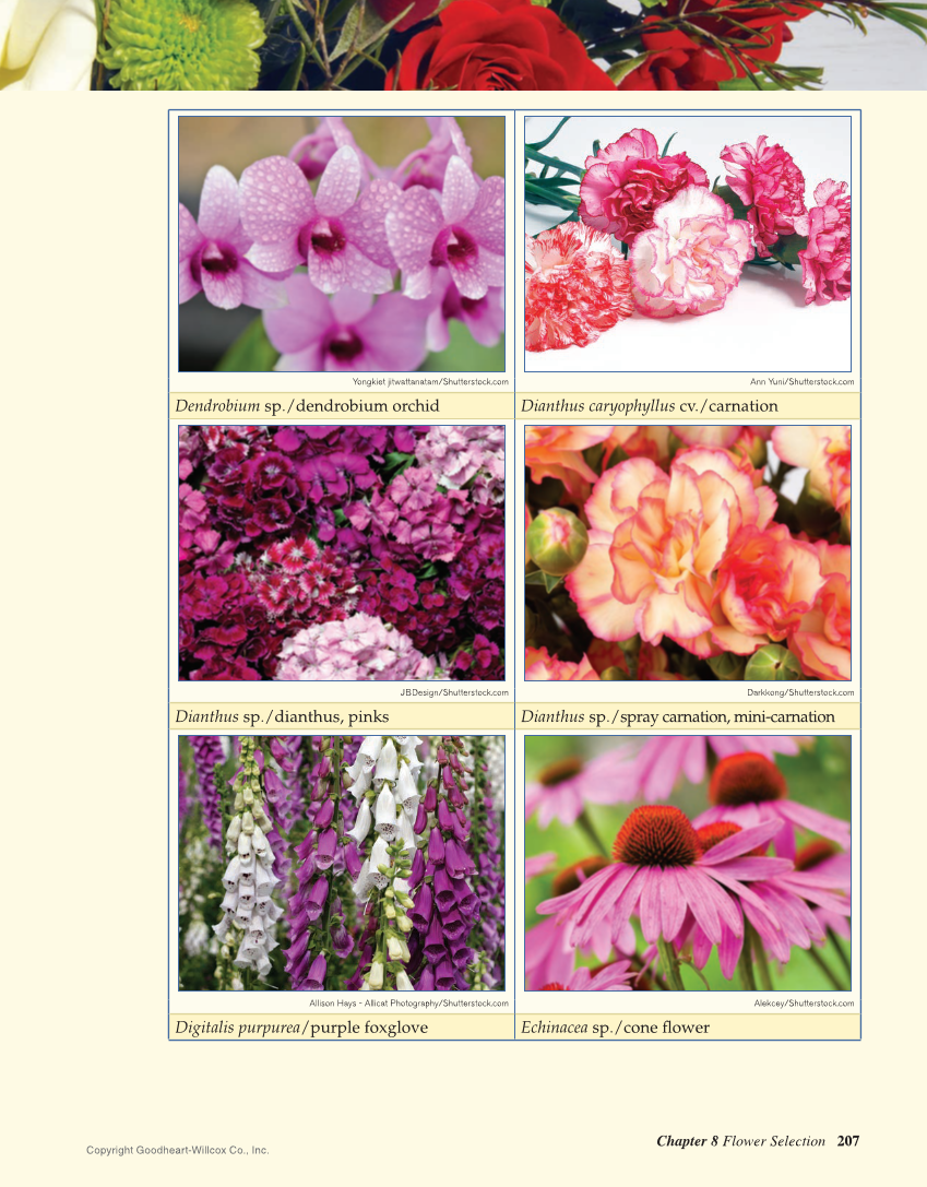 Principles of Floral Design: An Illustrated Guide, 2nd Edition page 207