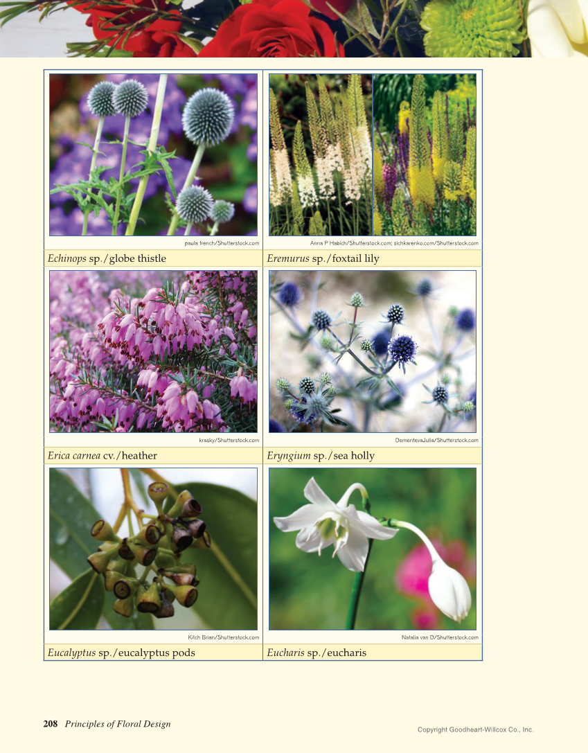 Principles of Floral Design: An Illustrated Guide, 2nd Edition page 208