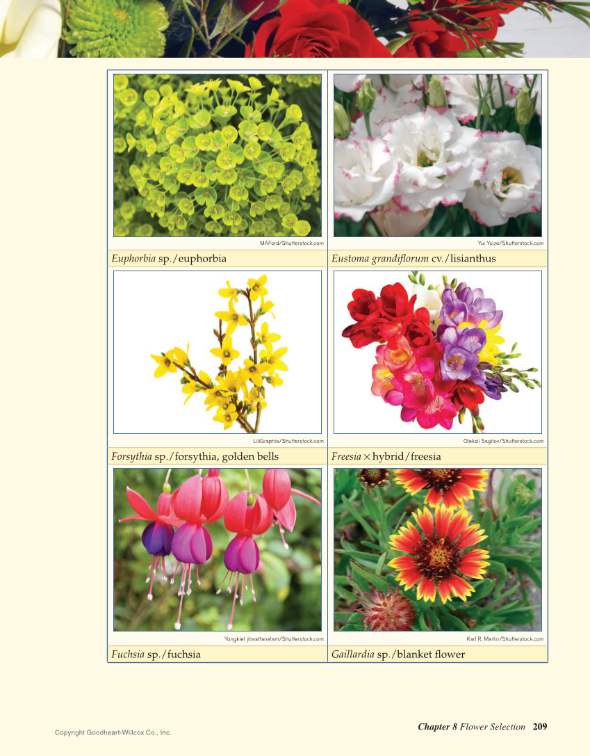 Principles of Floral Design: An Illustrated Guide, 2nd Edition page 209