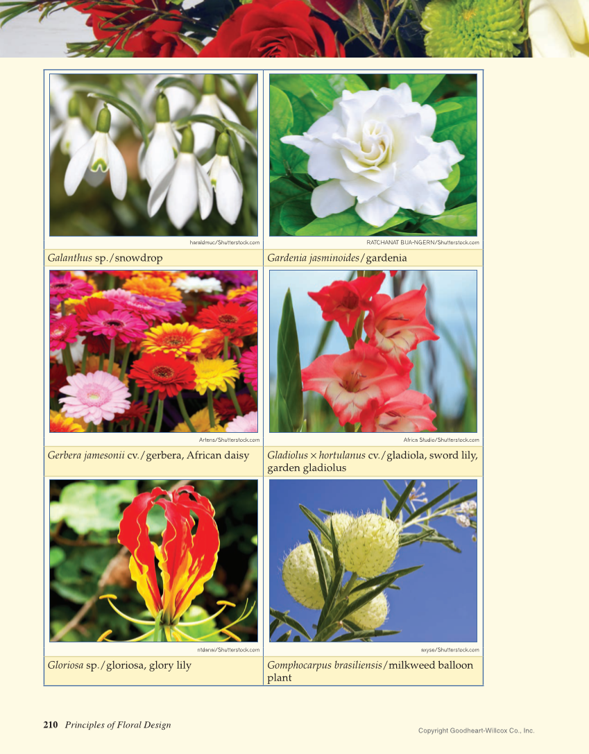Principles of Floral Design: An Illustrated Guide, 2nd Edition page 210