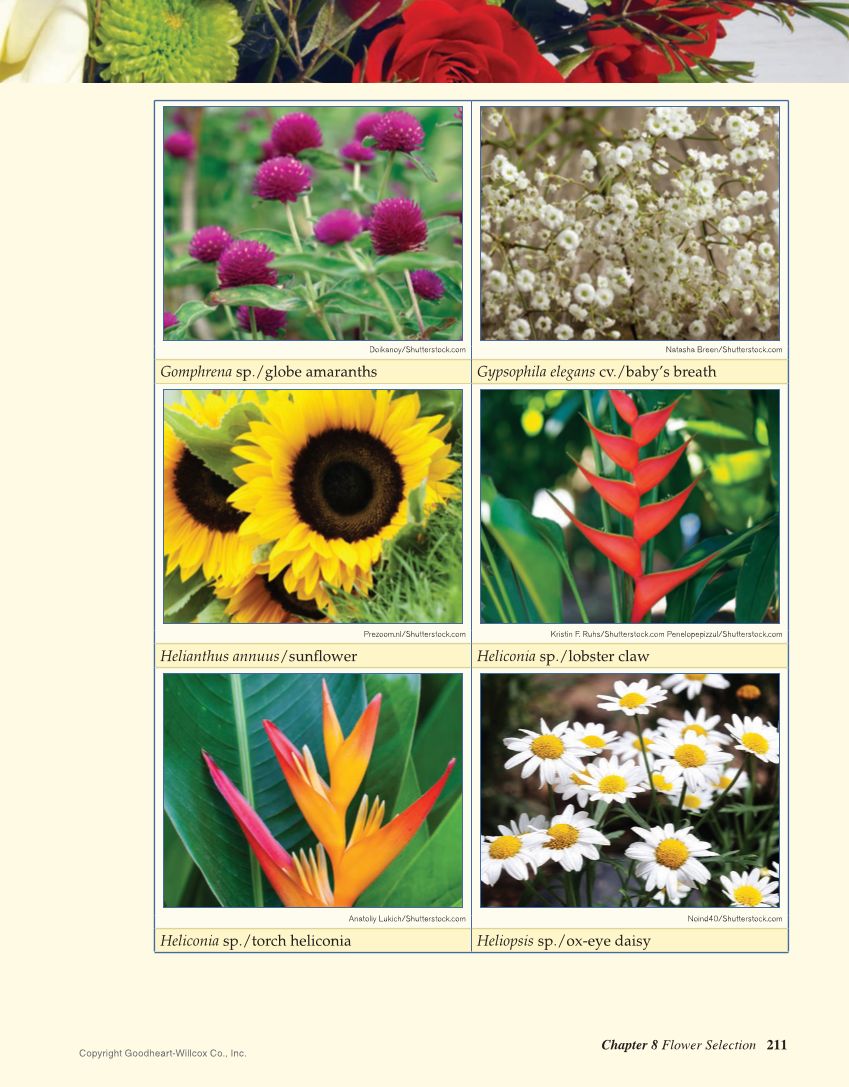 Principles of Floral Design: An Illustrated Guide, 2nd Edition page 211