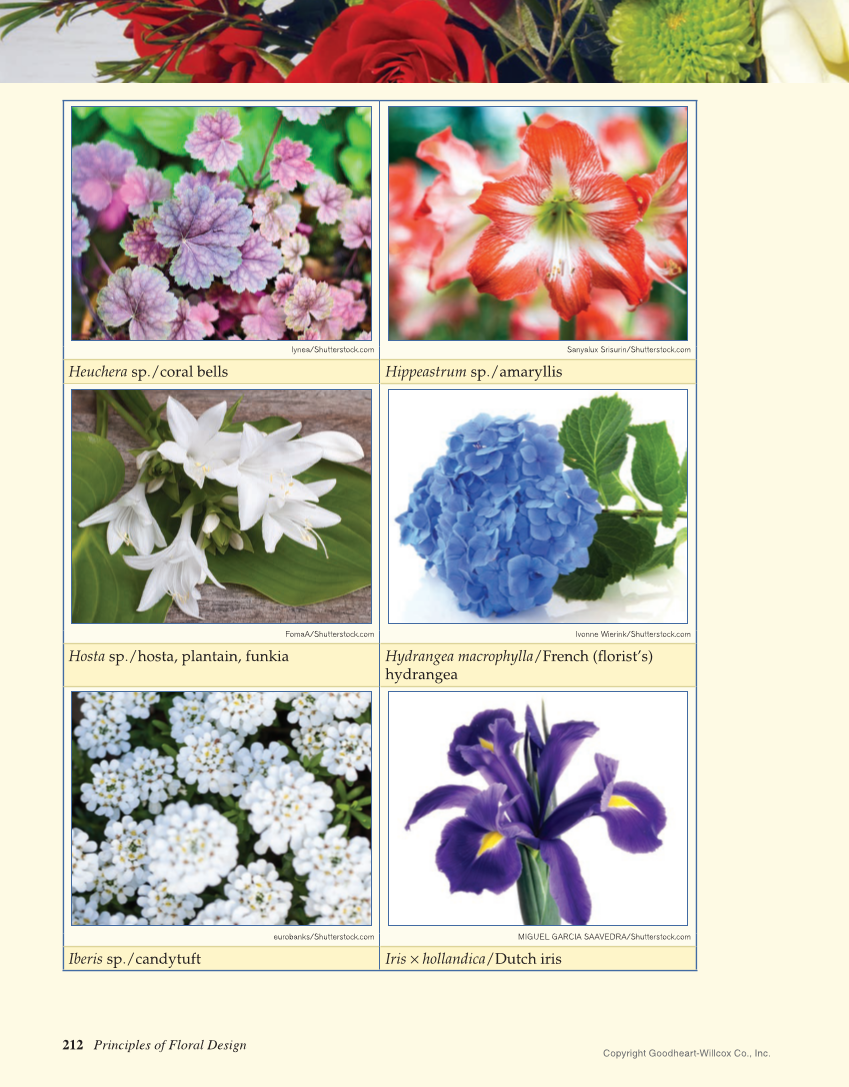 Principles of Floral Design: An Illustrated Guide, 2nd Edition page 212