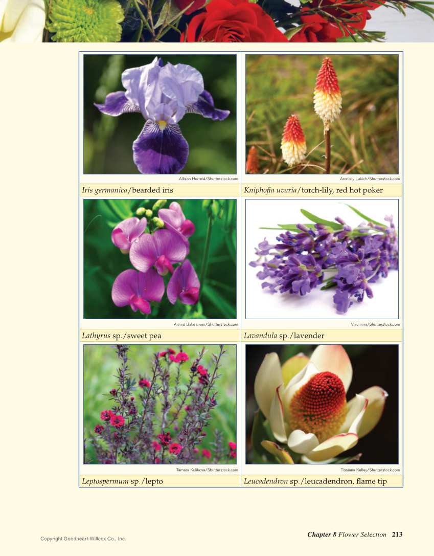 Principles of Floral Design: An Illustrated Guide, 2nd Edition page 213