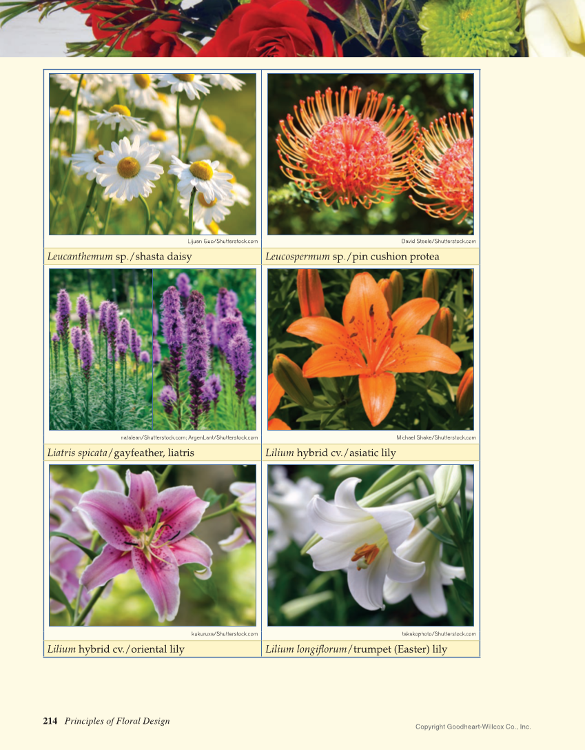 Principles of Floral Design: An Illustrated Guide, 2nd Edition page 214