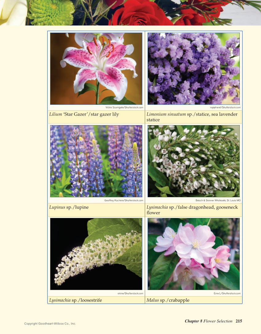 Principles of Floral Design: An Illustrated Guide, 2nd Edition page 215