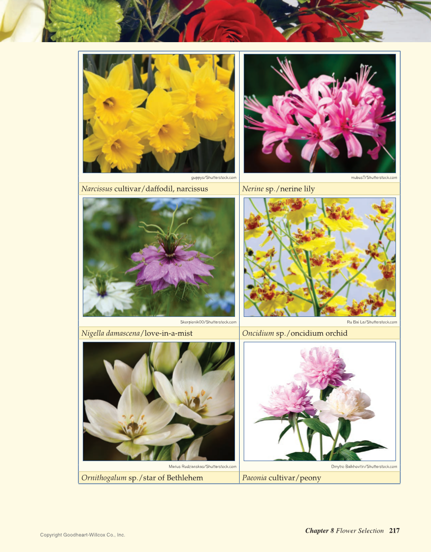 Principles of Floral Design: An Illustrated Guide, 2nd Edition page 217