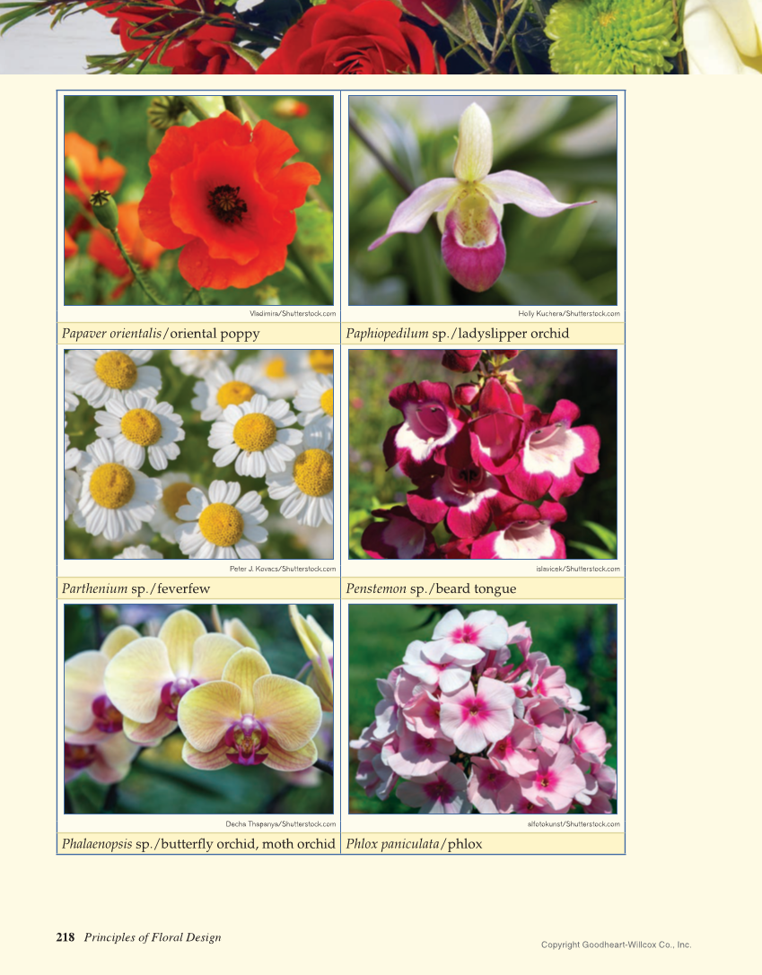 Principles of Floral Design: An Illustrated Guide, 2nd Edition page 218