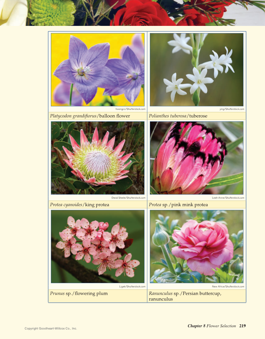 Principles of Floral Design: An Illustrated Guide, 2nd Edition page 219